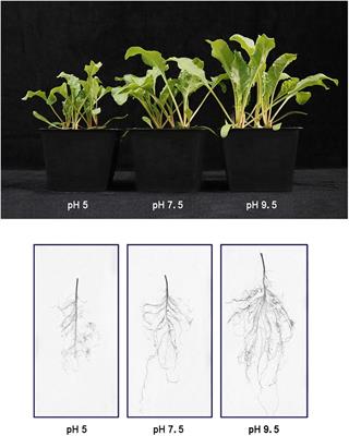 Physiological and Proteomic Analysis of Different Molecular Mechanisms of Sugar Beet Response to Acidic and Alkaline pH Environment